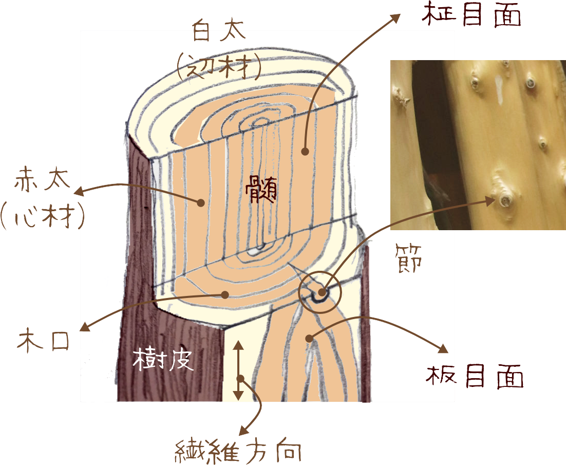木材の特徴と種類を徹底解説｜針葉樹・広葉樹の違いから失敗しない選び方まで