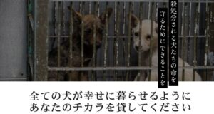 【2026最新】 ピース ワンコ ジャパン 悪評 話題のSns投稿まとめ 2026 #804