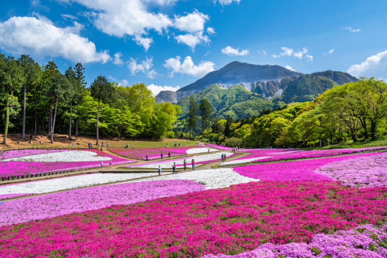埼玉の園芸が熱狂的進化！安行の聖地から噂の多肉・観葉穴場まで総力取材