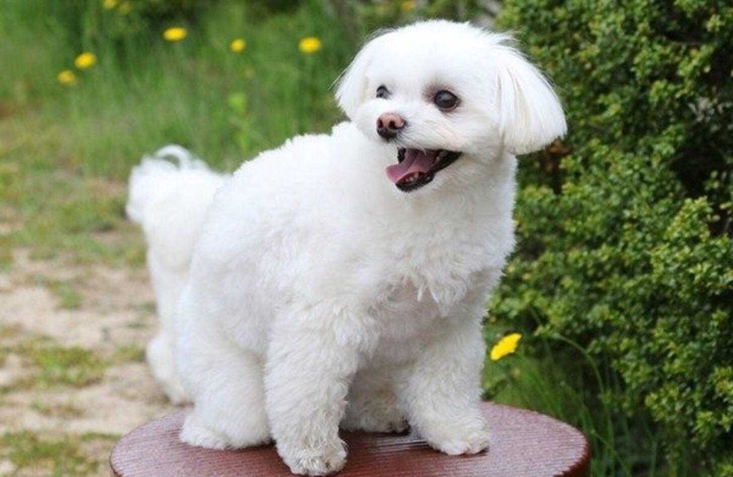 ポメマル成犬の真実と後悔の理由｜性格・抜け毛・寿命を徹底検証