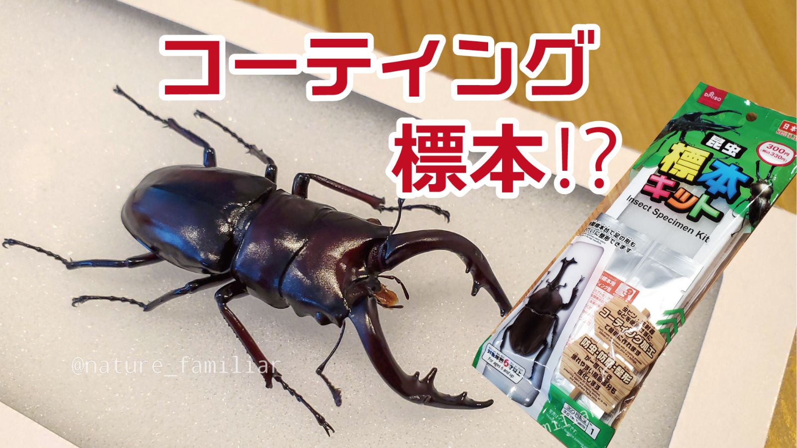 初心者も失敗ゼロ！クワガタ標本の作り方と美しく残す完全手順