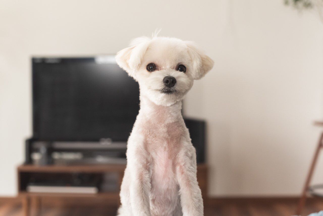 犬のサマーカットは逆効果？毛が生えないリスクと後悔しない新常識