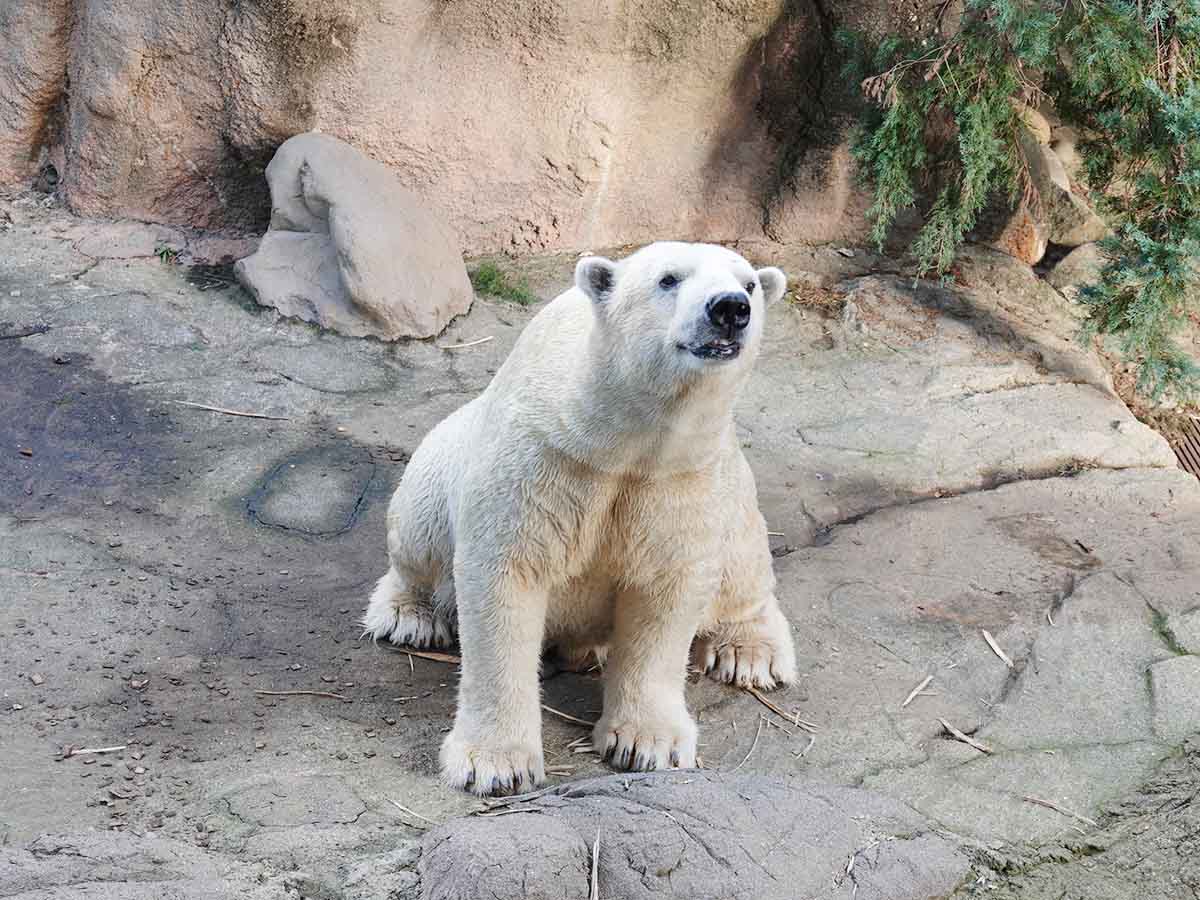 551蓬莱のシロクマ「ゴーゴ」の現在地は？ズーラシアでの近況と家族の歩み