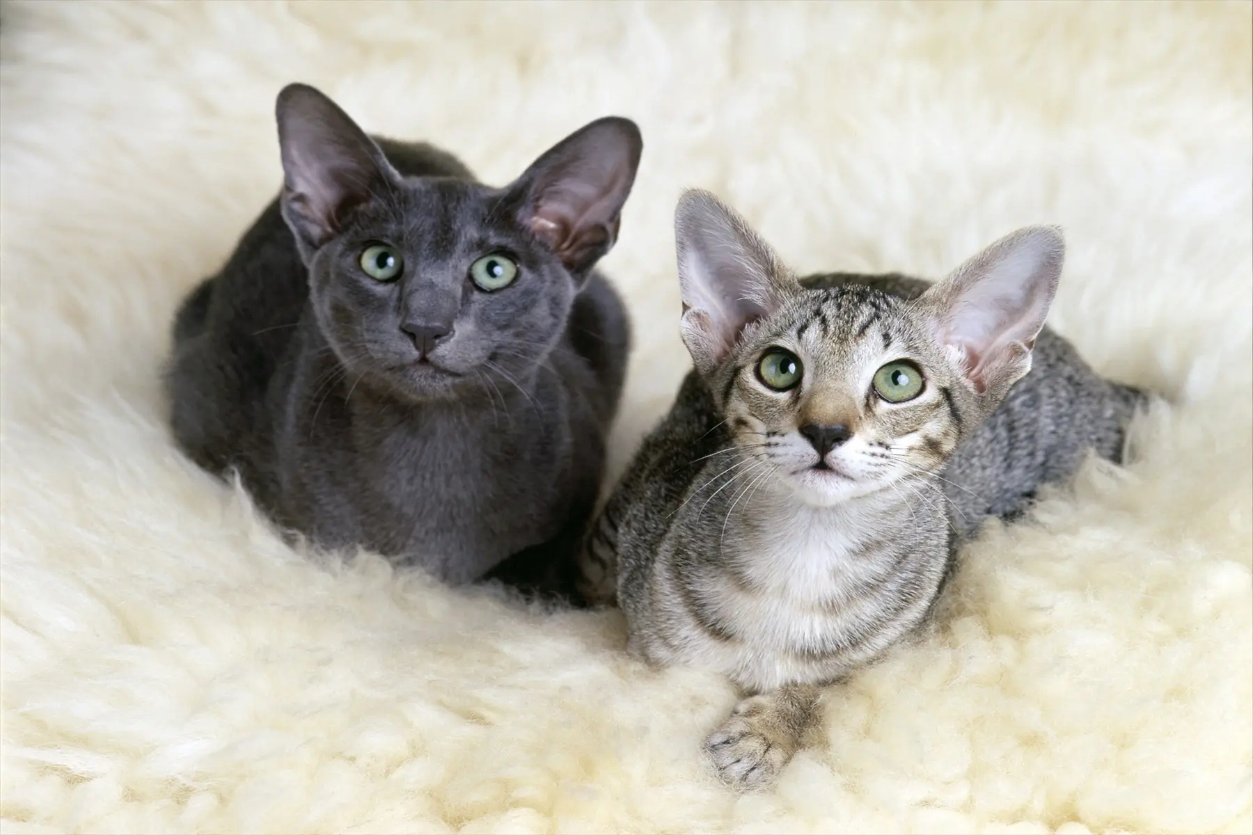 オリエンタルショートヘアは飼いにくい？性格・値段とシャムとの違い徹底検証