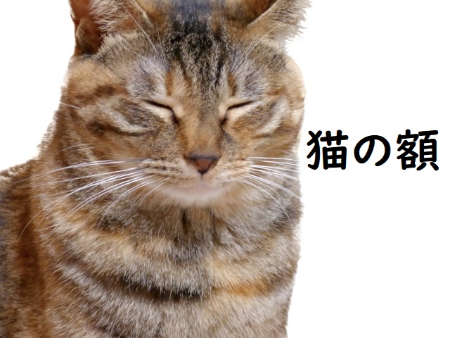 とんかつ丸七の極厚焼きカツ丼！予約の裏技と混雑の実態を徹底調査