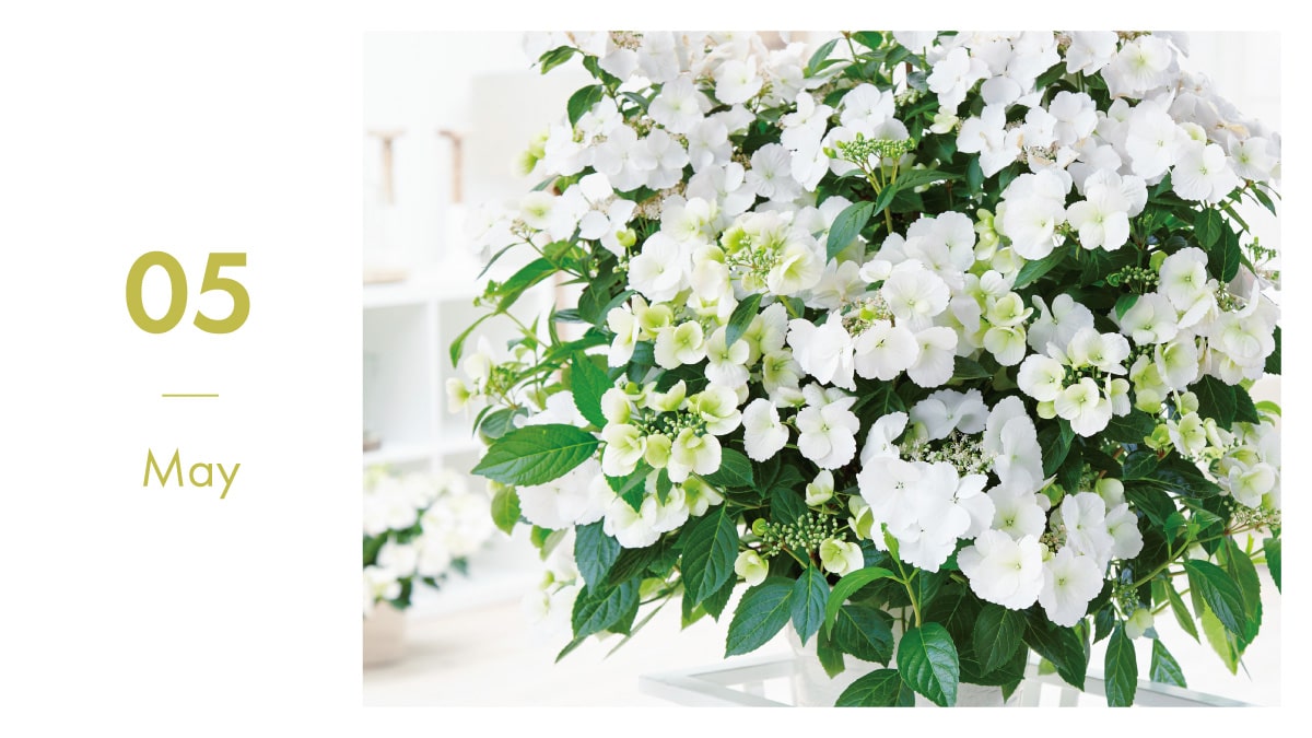 5月に植える花決定版！初夏から秋まで咲き誇るおすすめ品種と梅雨対策