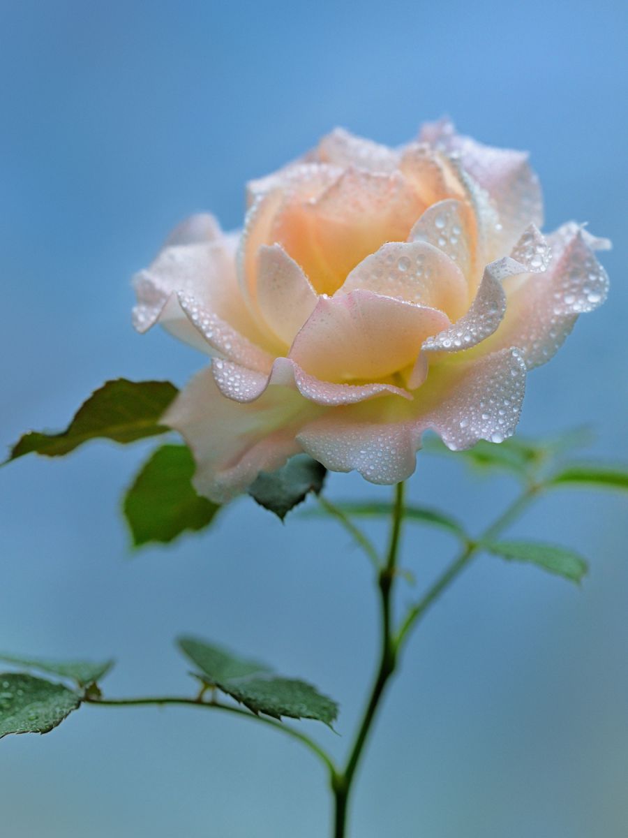 6月の花はアジサイだけじゃない！初夏を彩る代表品種と名所ガイド