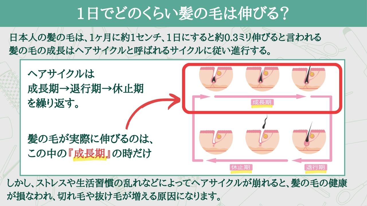森の小径の評判と現在地を徹底調査！泉佐野の乗馬と絶品ランチの真実