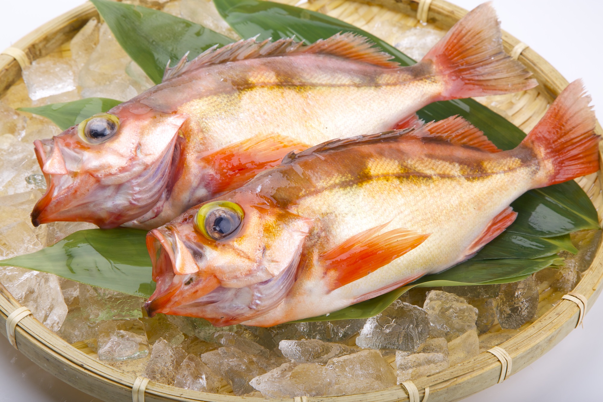 プロ直伝！メバルの捌き方と煮付けで失敗しない身縮み防止の裏技