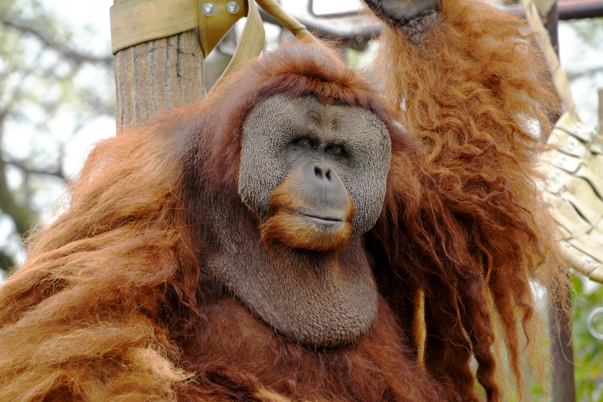 市川市動植物園の全貌！流しカワウソと料金・混雑の真相を徹底取材