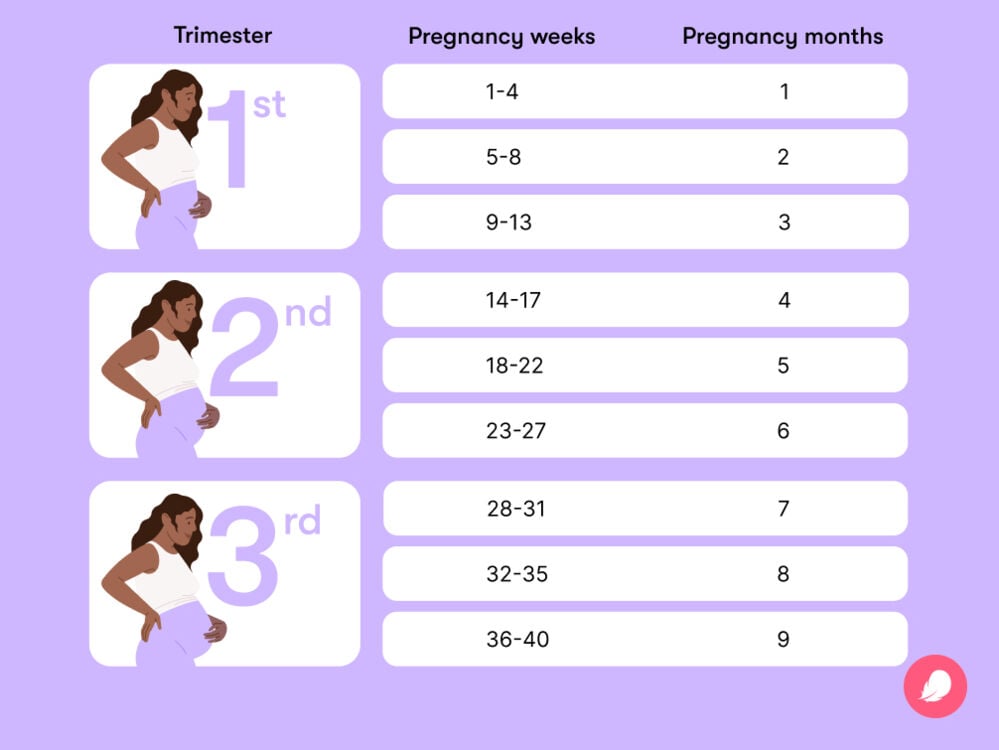 22 Weeks Pregnant How Many Months