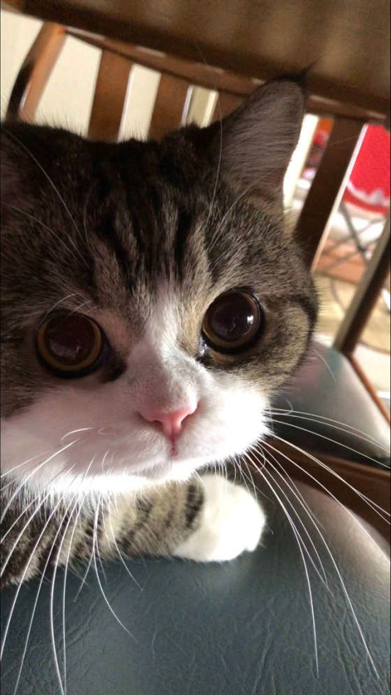 猫のひげを切るとどうなる？抜ける原因と金運お守りの真相を徹底解明