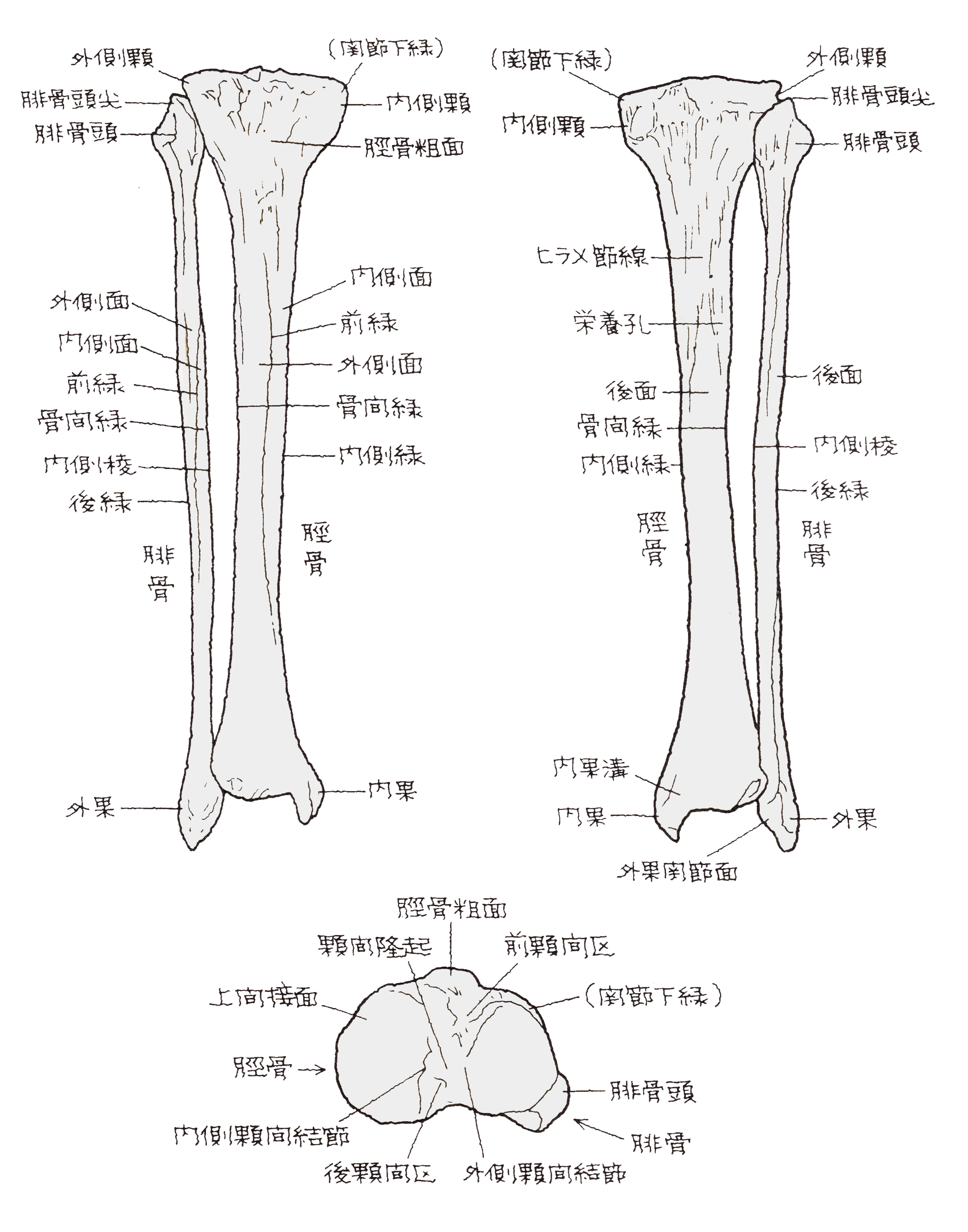 脛骨とは？すねの骨の役割と痛みの原因・疲労骨折サインを徹底解説
