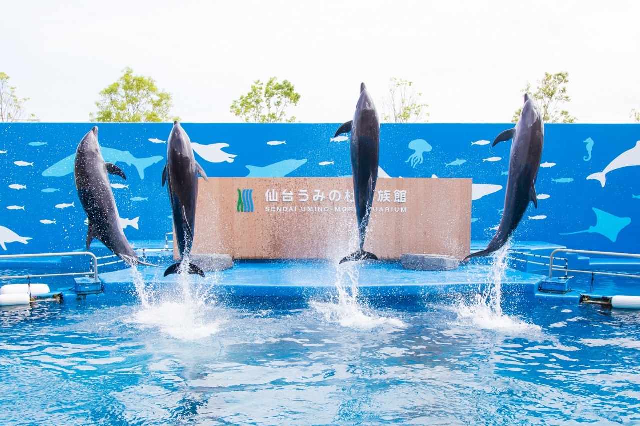 宮城県の水族館どこへ行く？2026年最新の徹底比較と穴場攻略