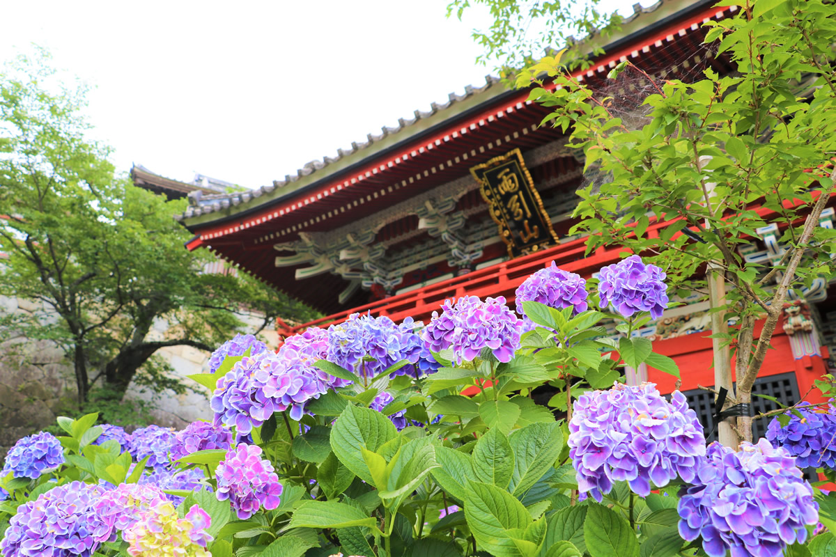水中華と孔雀が舞う雨引観音！あじさい絶景と安産祈願の独自取材