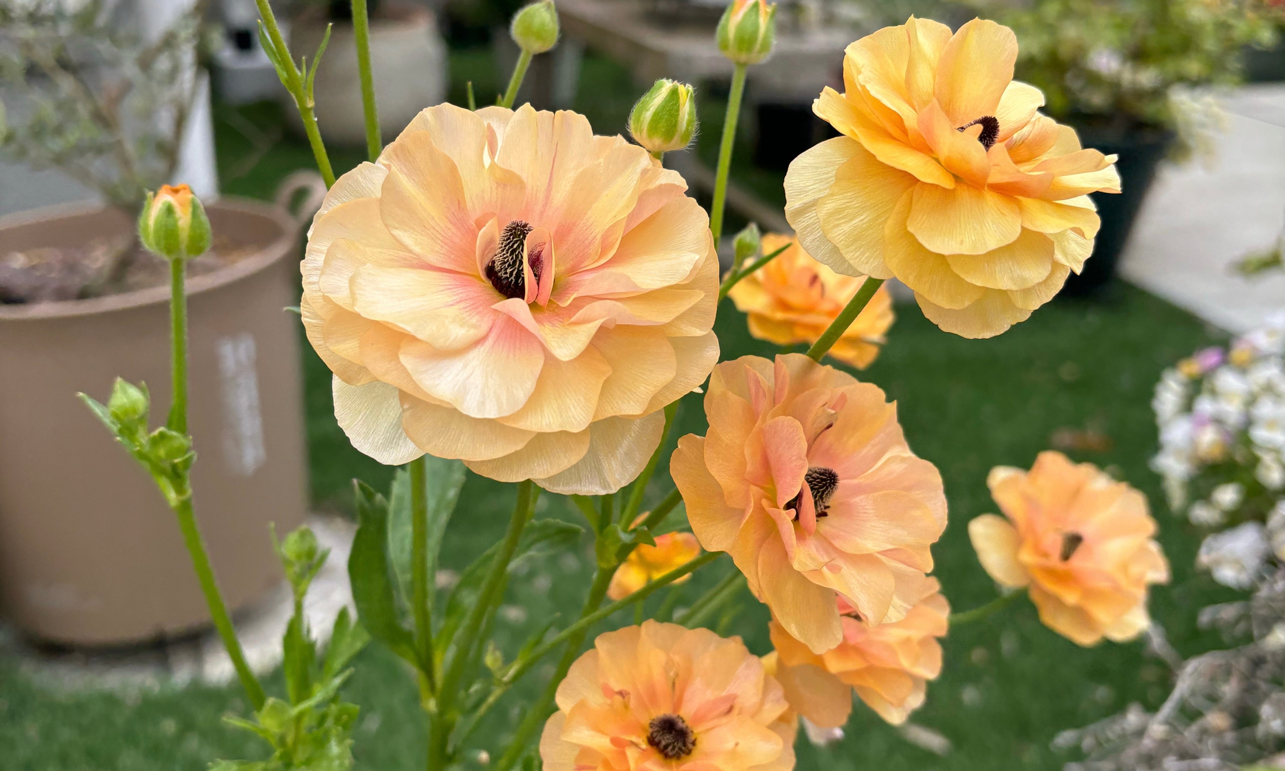 ラナンキュラスの花言葉に怖い意味はある？色別・本数の真相と贈り方