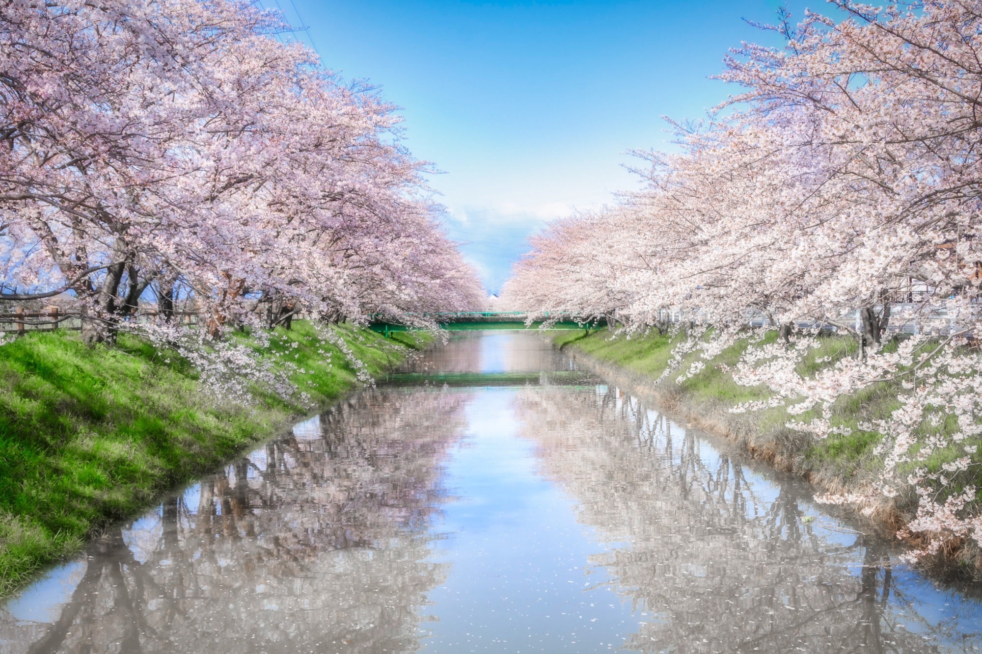心揺さぶる桜の木イラストの世界！最高峰アートとプロ技の描き方