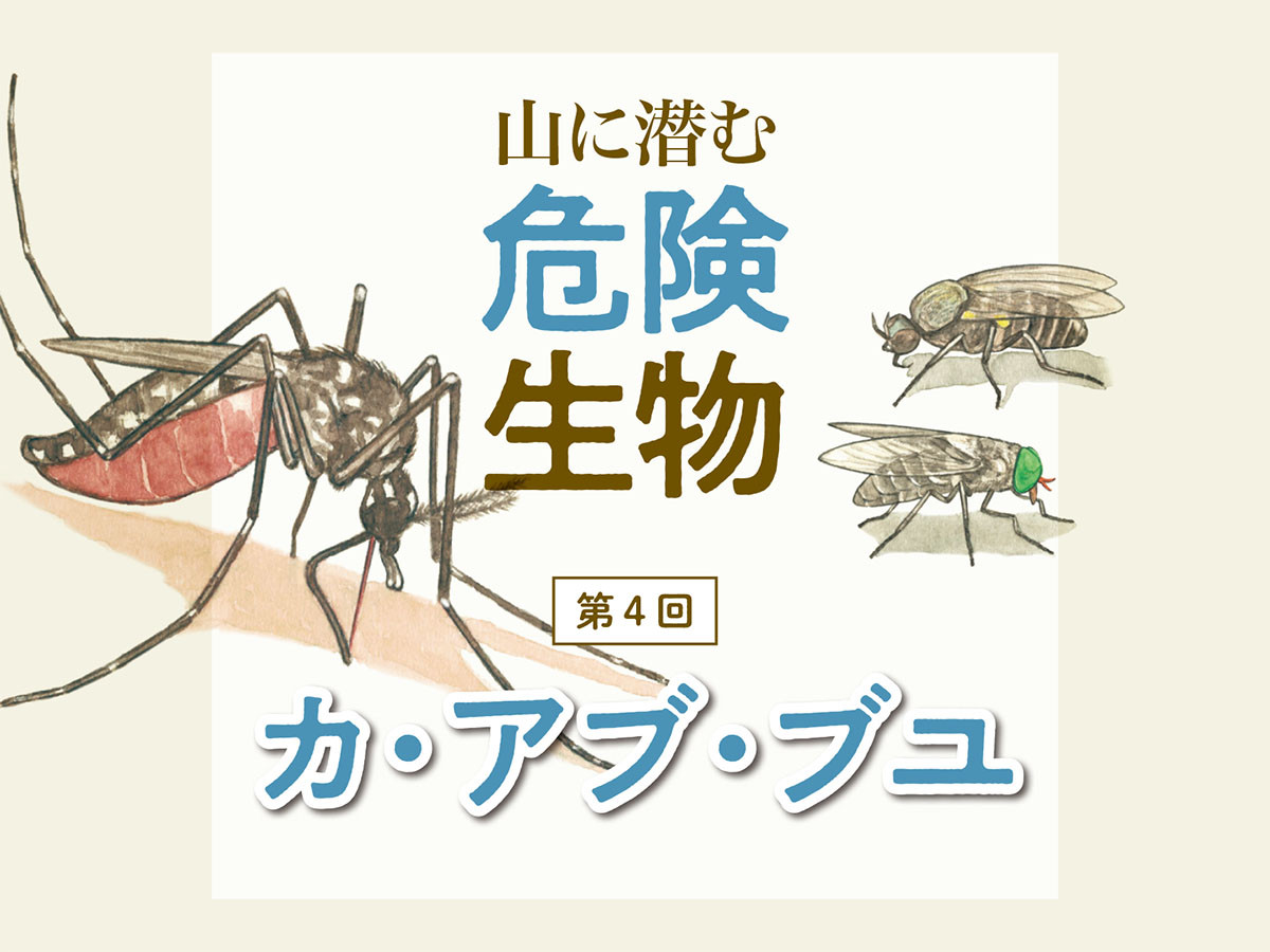 アブとブヨの違いと刺された時の対処法｜激痛・腫れを防ぐ完全対策
