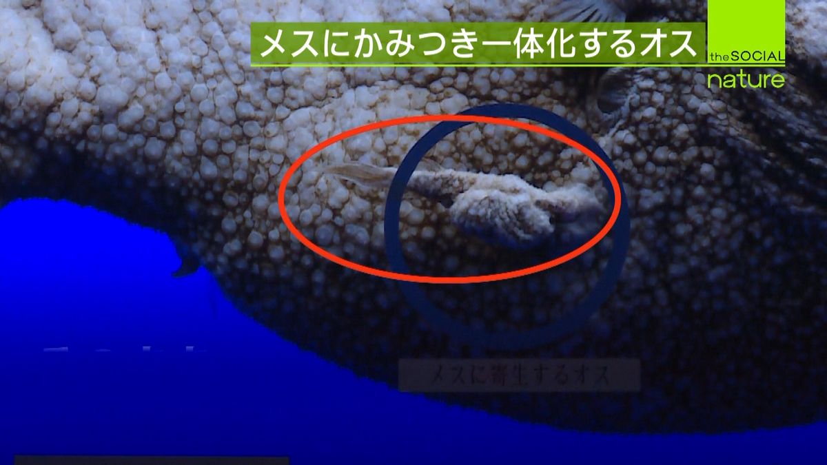 チョウチンアンコウのオスは溶けて一体化？寄生・退化の真実と寿命の謎