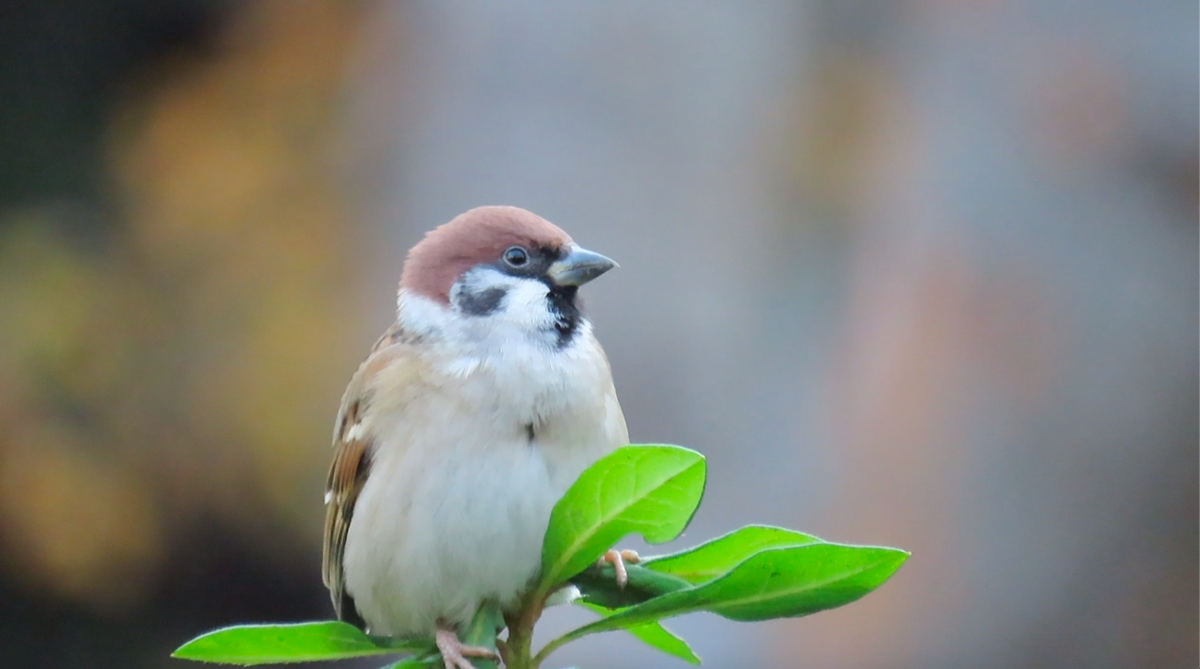 なぜスズメは可愛すぎるのか？もふもふ「ふくら雀」と癒やし仕草の秘密