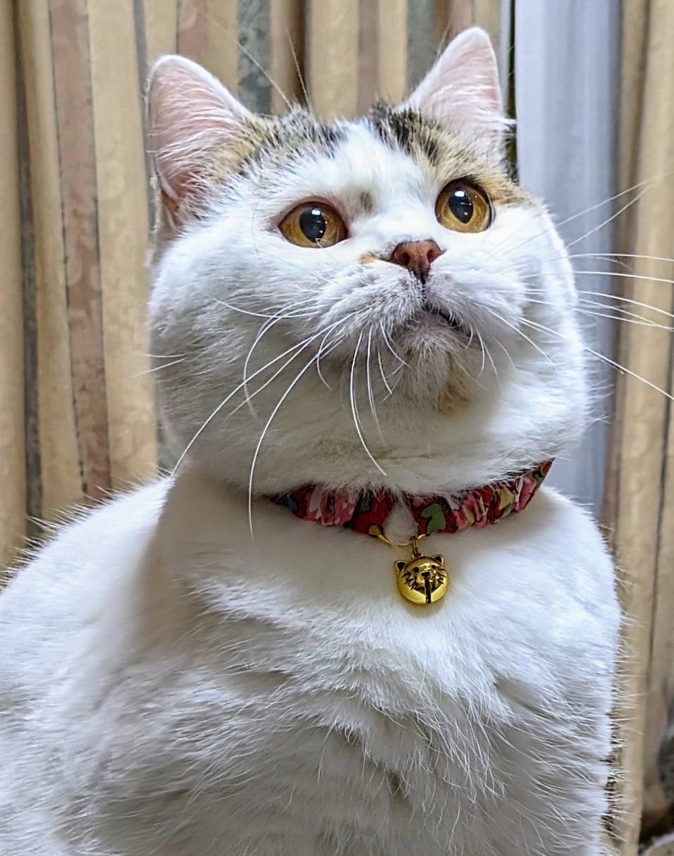 猫の鈴は本当にストレス？首輪につける理由と危険性の真相【2026】