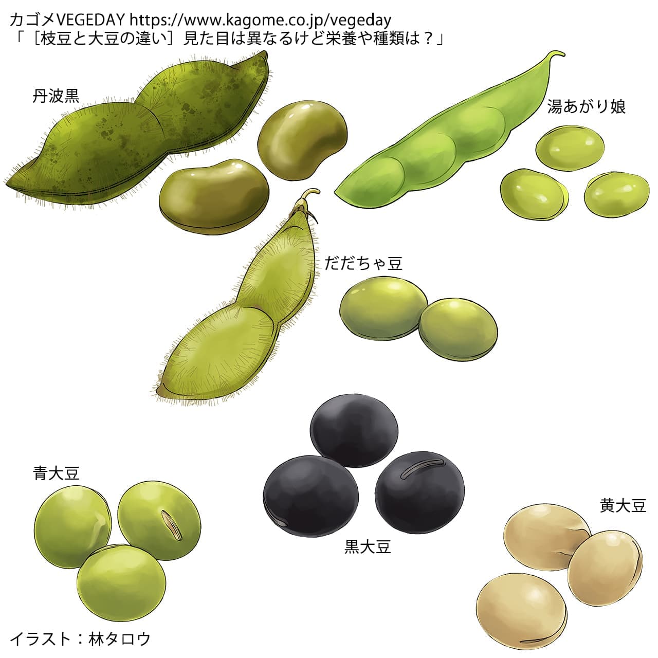 枝豆と大豆は同じ植物！野菜と豆類で分類が分かれる真相と栄養比較