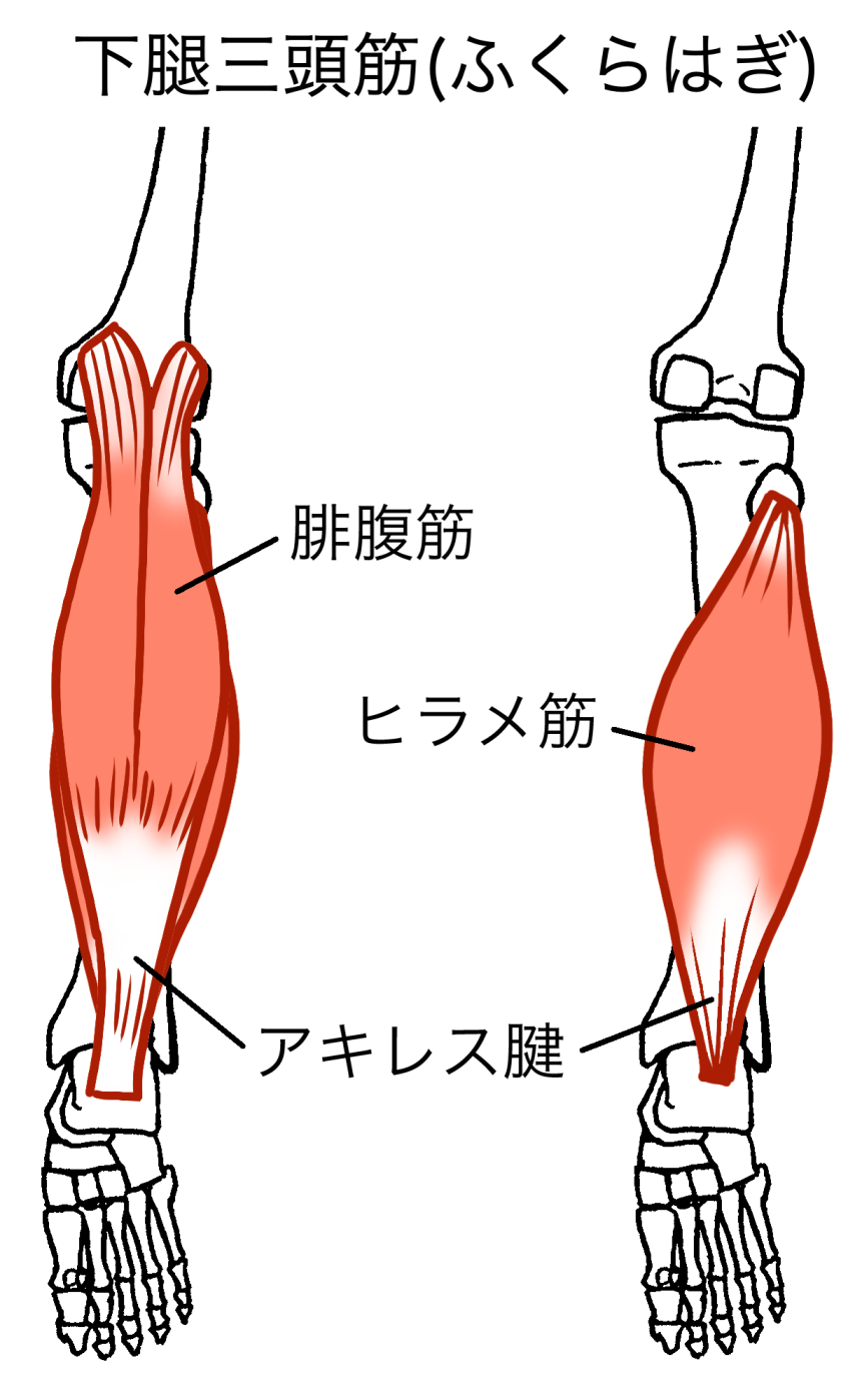 腓腹筋とヒラメ筋の違いとは？役割・鍛え分けと痛みの真相を徹底解剖