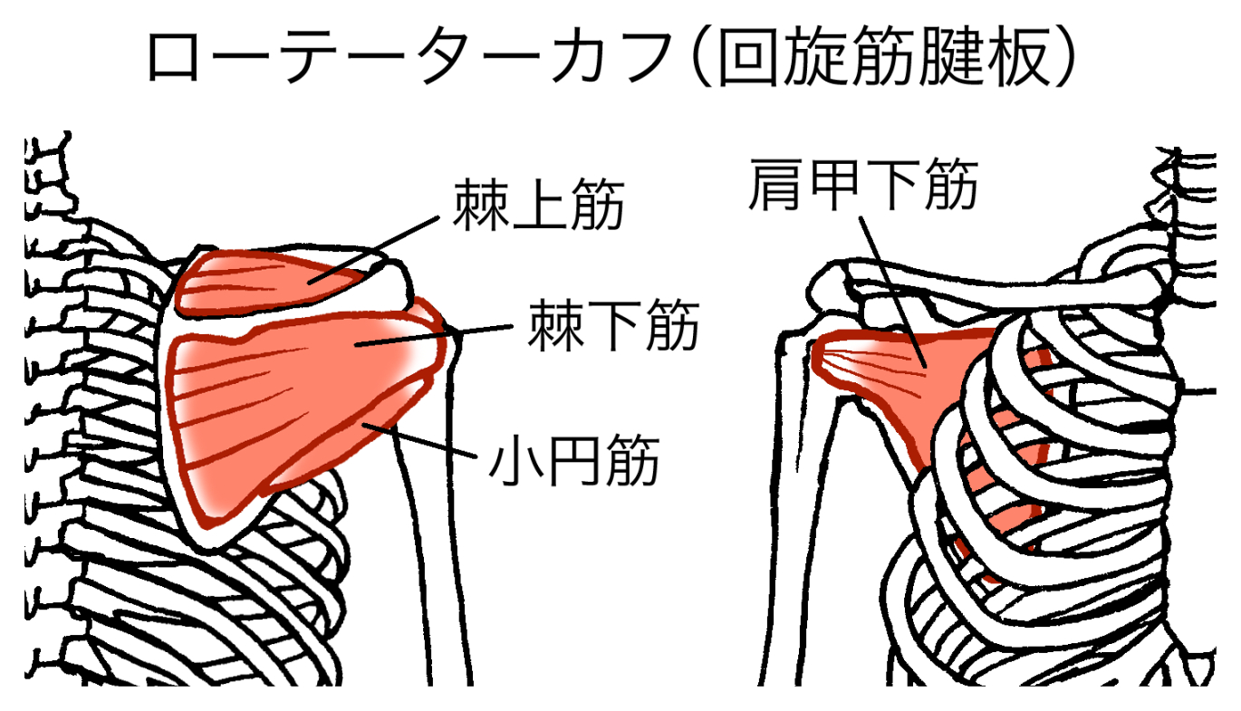 ローテーターカフとは？肩の激痛の正体と四十肩との違いを徹底解明