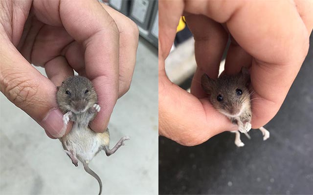 大きいネズミと暮らす日常？知られざる生態とリアルな飼育事情