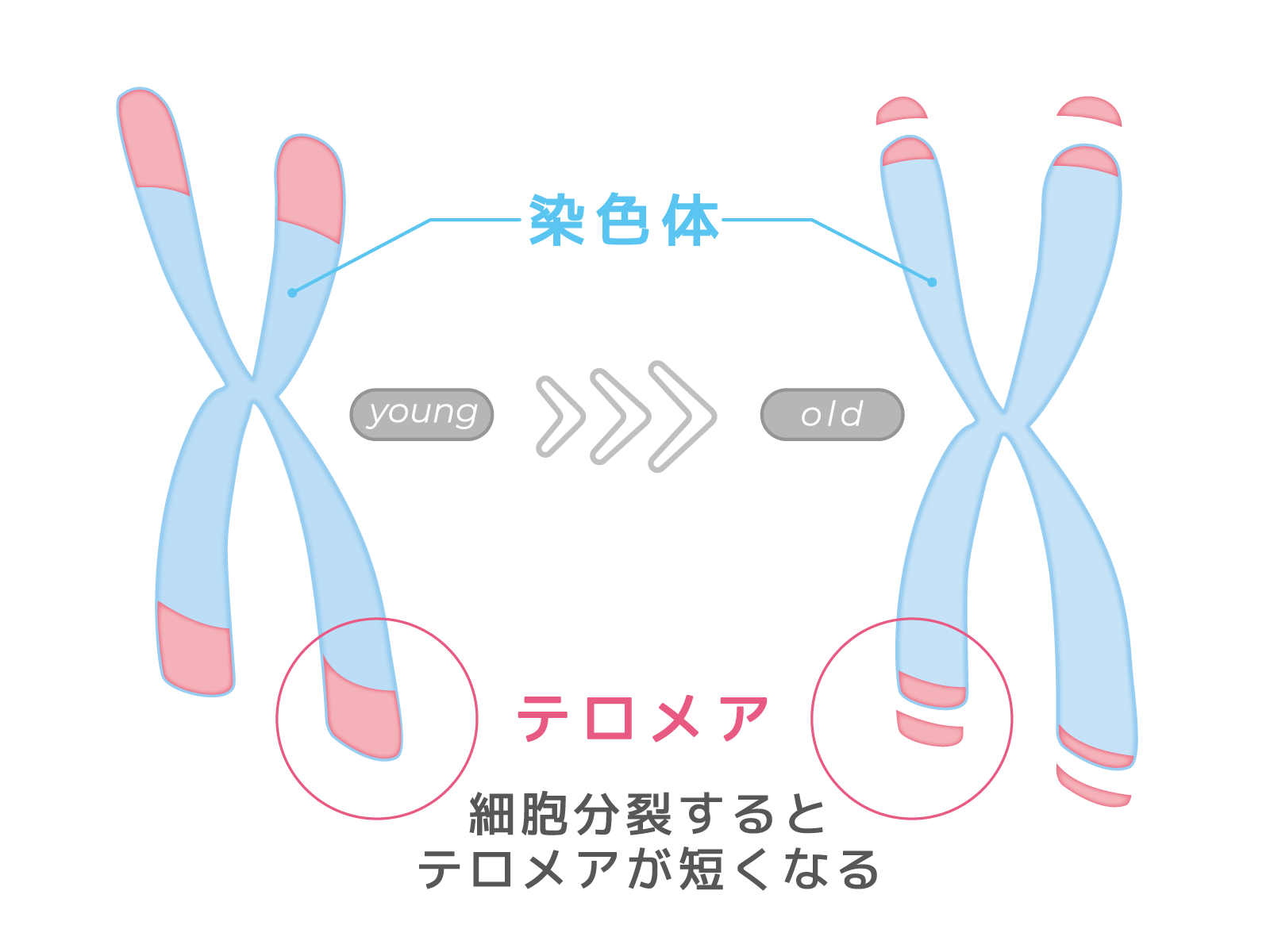 テロメアとは？命の回数券の正体と寿命を延ばす2026年の最新知見