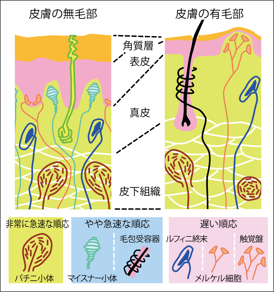 触覚が変と感じたら要注意！手足の違和感・病気のサインと受診科一覧