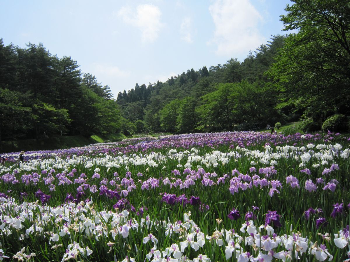 五十公野公園の全貌｜日本四大あやめ園の見頃と穴場・駐車場完全ガイド
