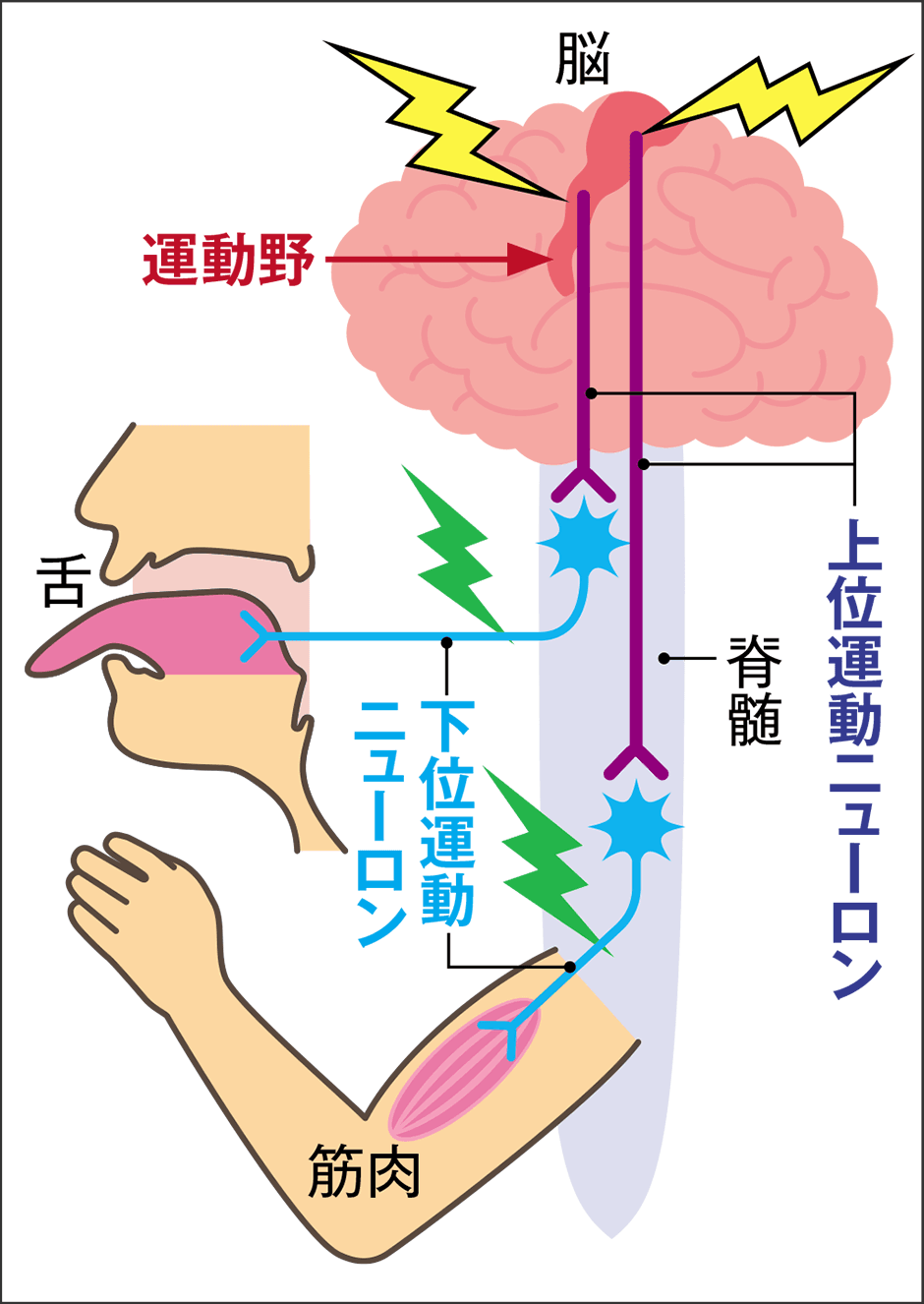 筋肉のピクピクはAlsか？線維束性収縮の正体と良性の見分け方を徹底解剖