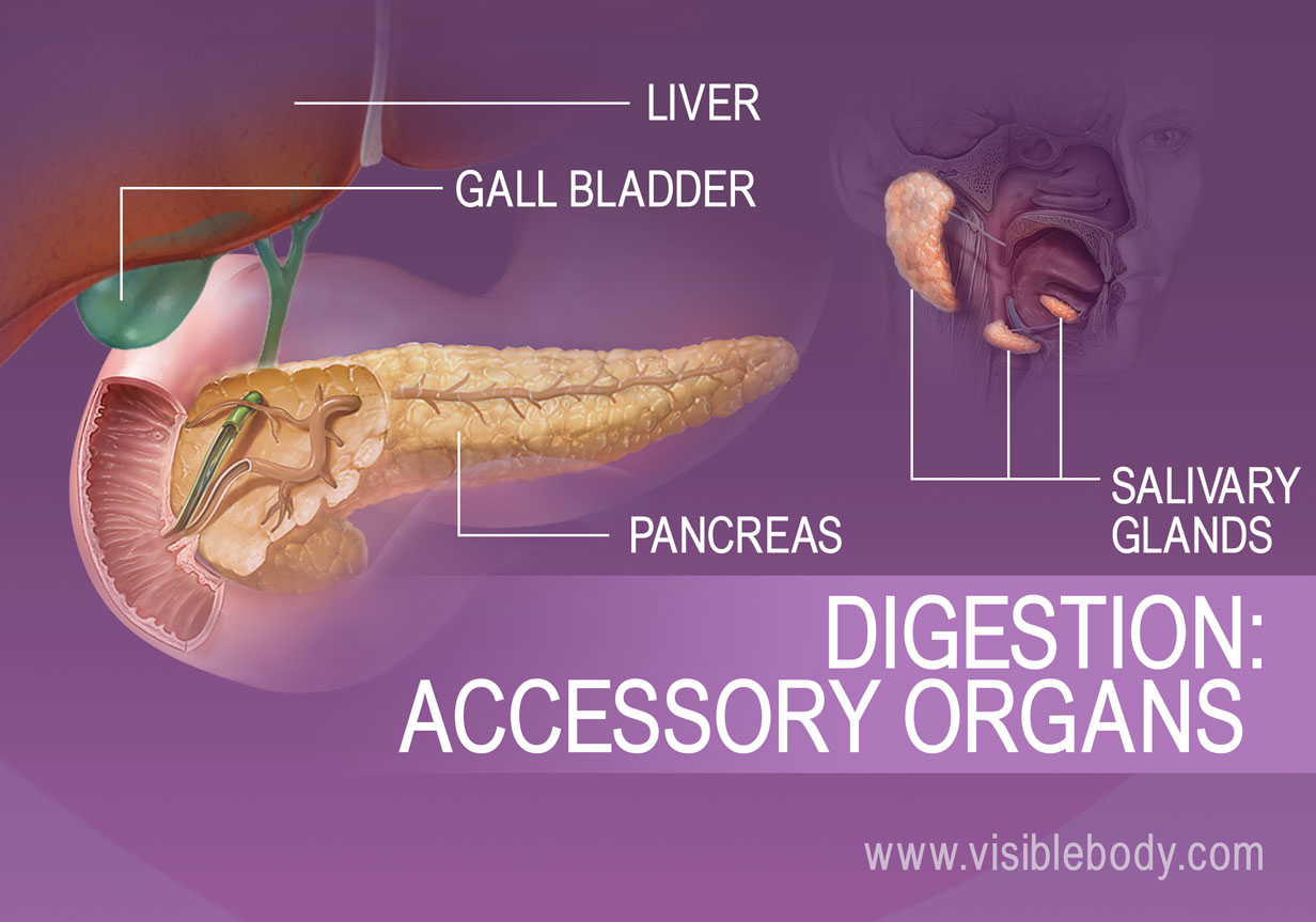 Accessory Organs of the Digestive System