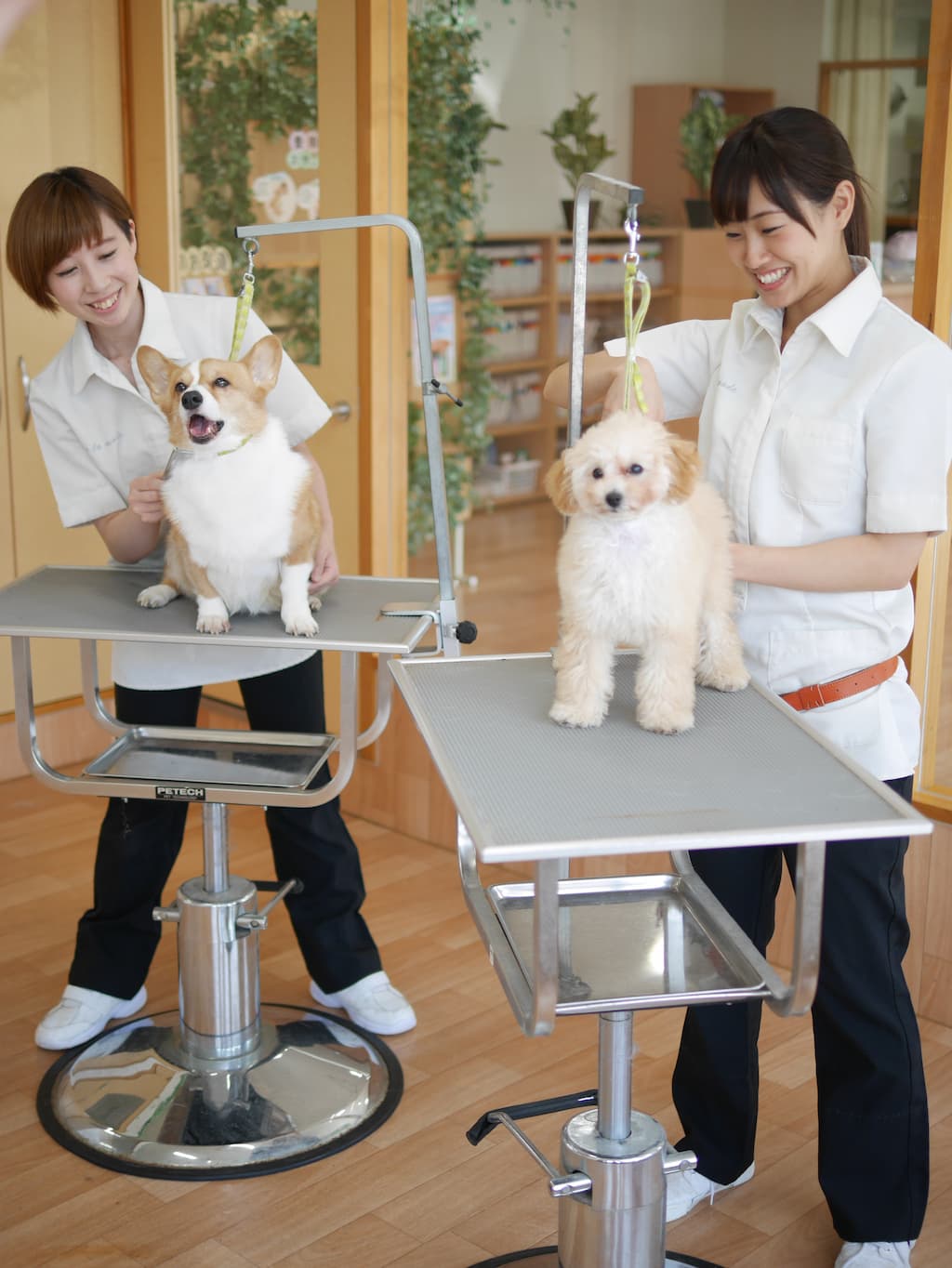愛犬の怪我・トラウマを防ぐ動物美容室の選び方と料金相場2026