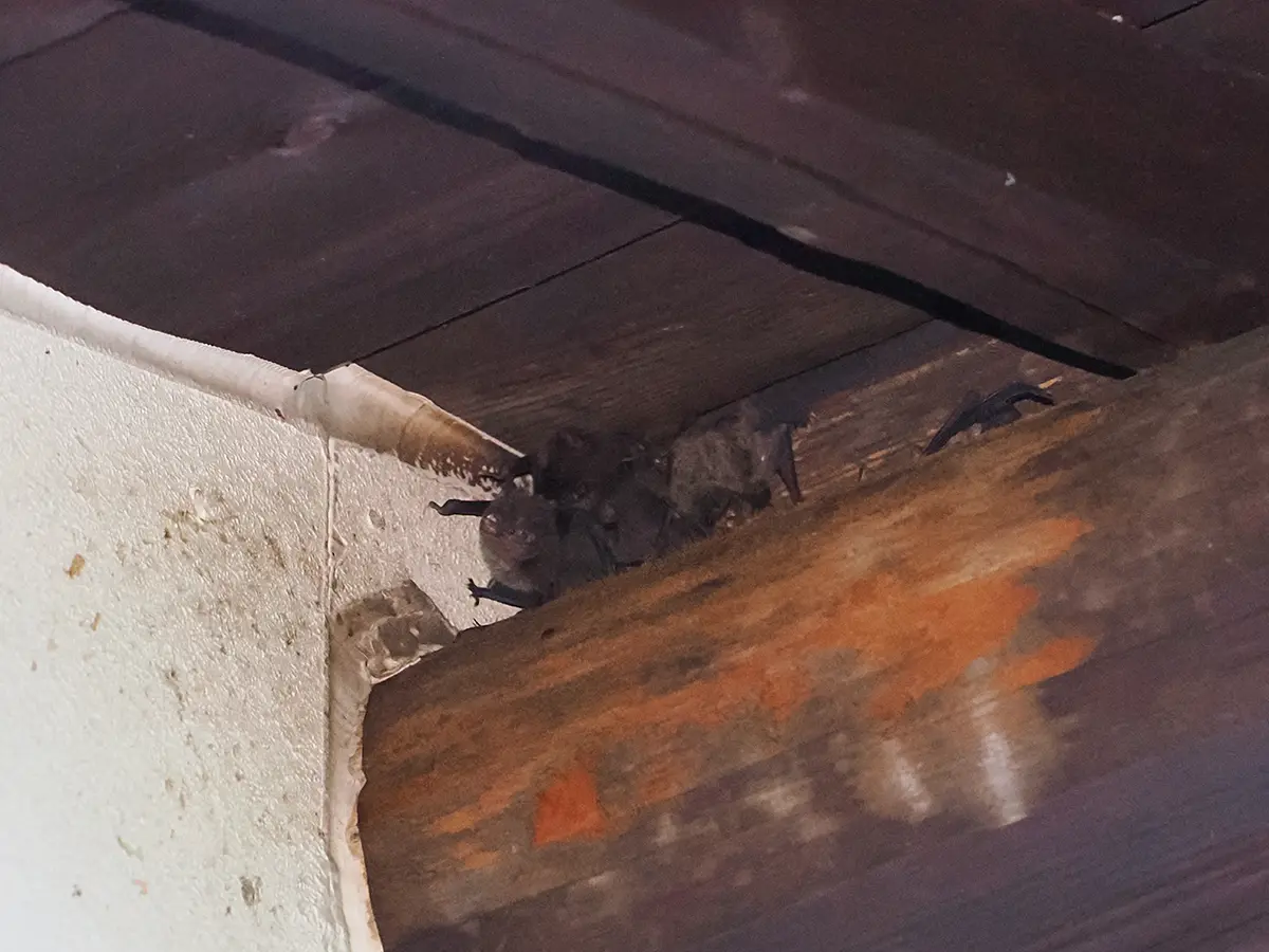 コウモリの巣の正体を暴く！危険な糞害・ダニ対策と合法駆除術