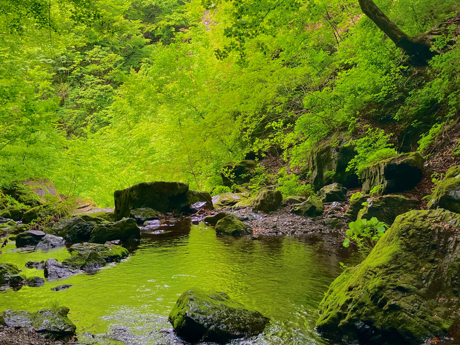 緑輝く苔の山が今選ばれる真相｜絶景スポットと採取の法的リスク
