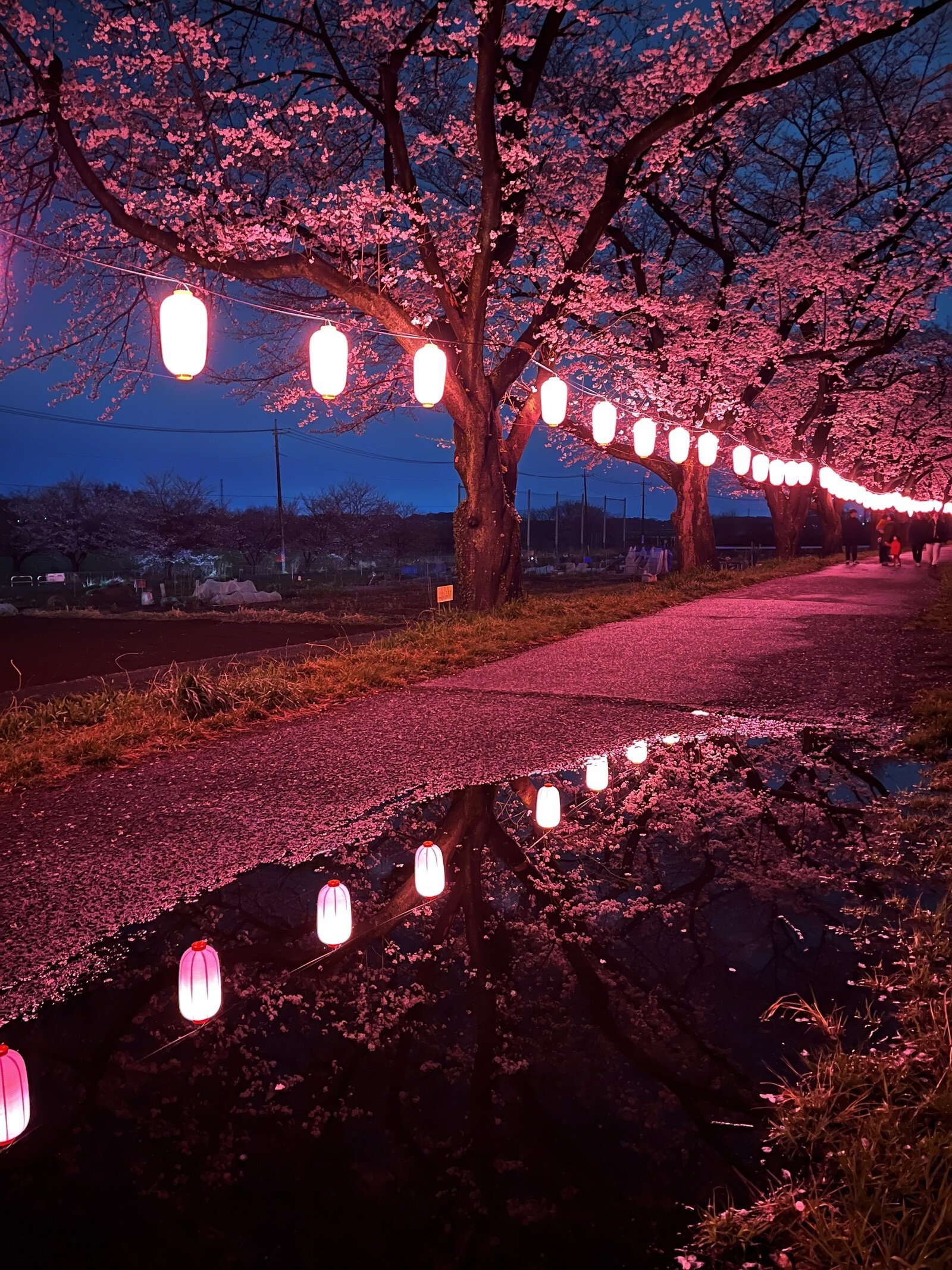 なぜ20Kmで日本一？見沼田んぼの桜回廊2026最新攻略ガイド