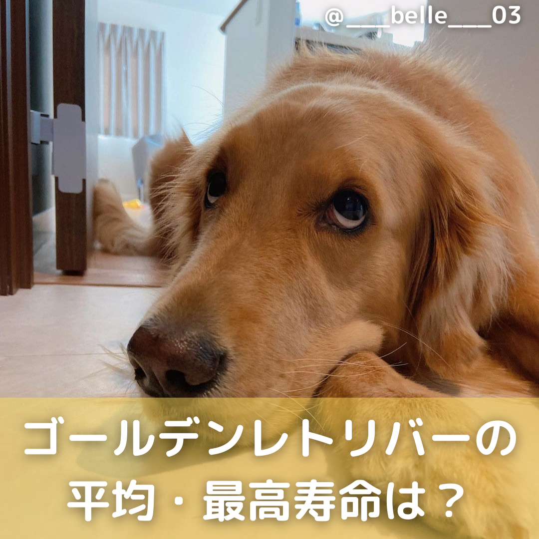 ゴールデンレトリバー寿命の真実｜10〜12年の壁を越える長生き秘訣