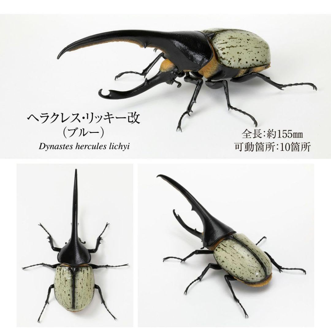 ヘラクレスリッキーブルーの真実｜幻の青い甲虫が出現する理由と相場