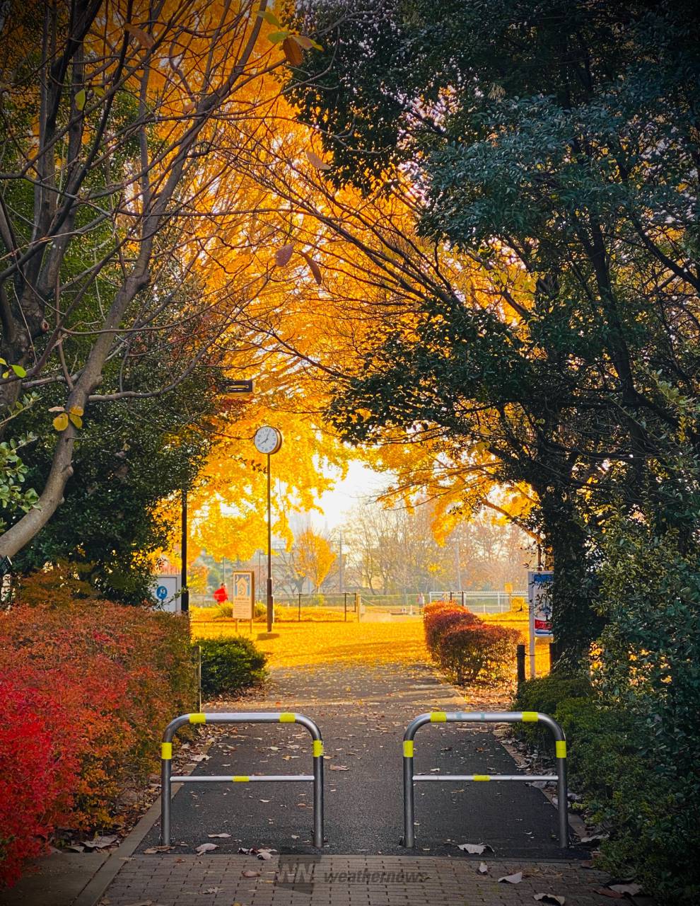 2026年春、湖畔の聖地「和田公園」が魅せる再生劇——地域と自然が交差する最前線を追う