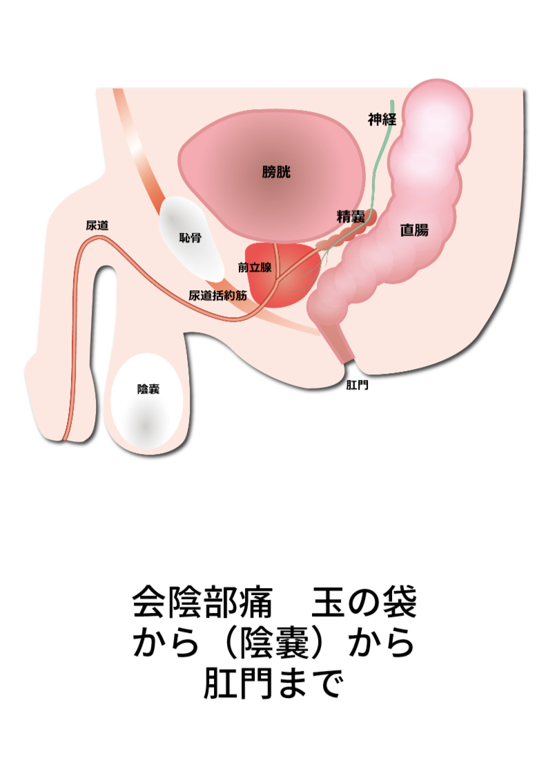 男性の会陰部の痛みとしこり！違和感の原因と受診科を徹底解説