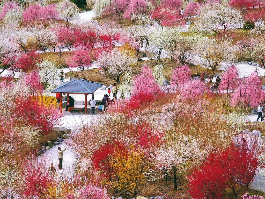 【2026最新】梅林公園の開花状況と見頃！梅まつり屋台・駐車場ガイド
