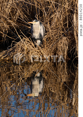 【プロフィール】 手賀 沼 野鳥 最新ファイル＆画像まとめ #658