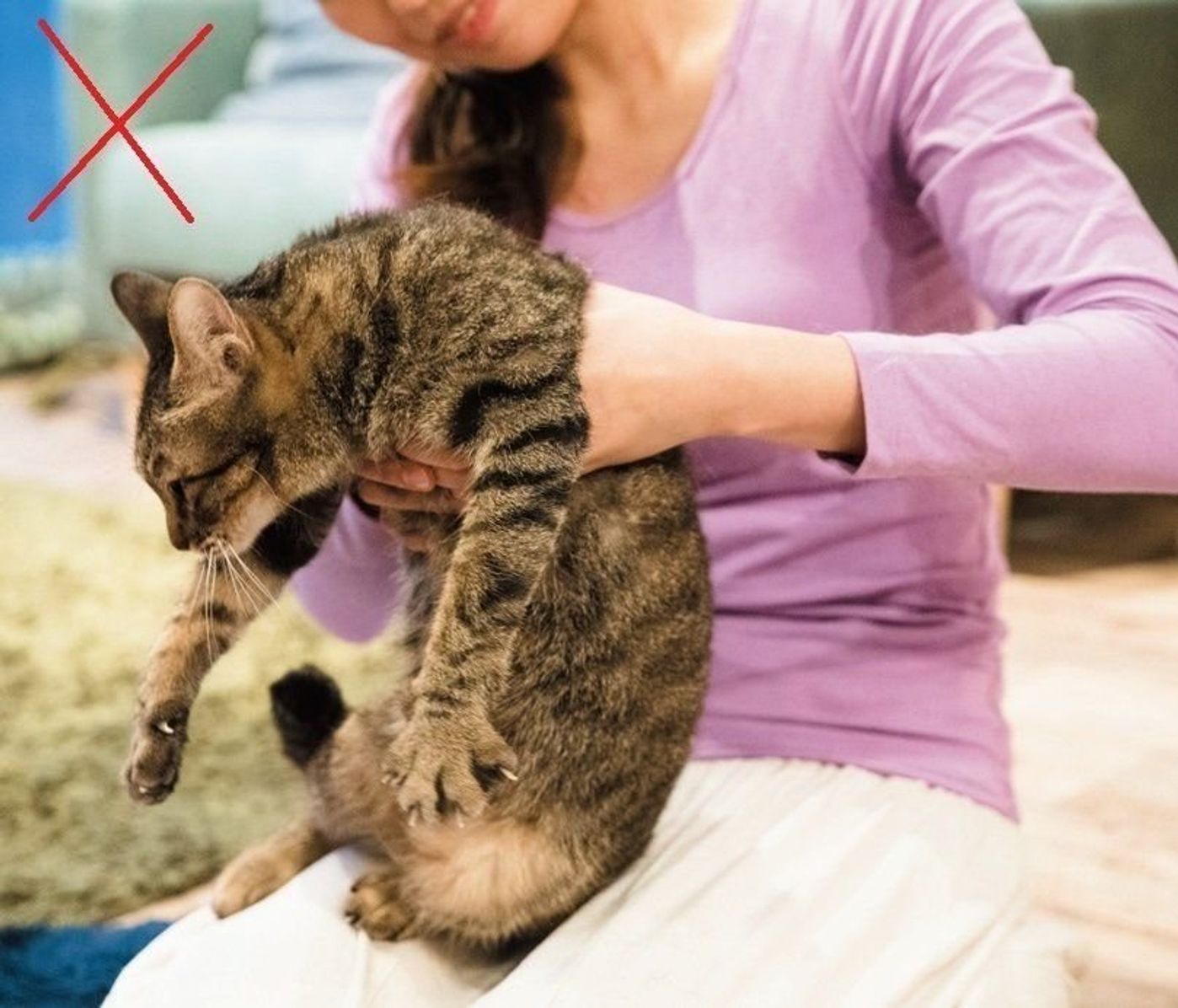 猫の正しい持ち方と安心抱っこ術｜嫌がる理由とNg行為を徹底解説