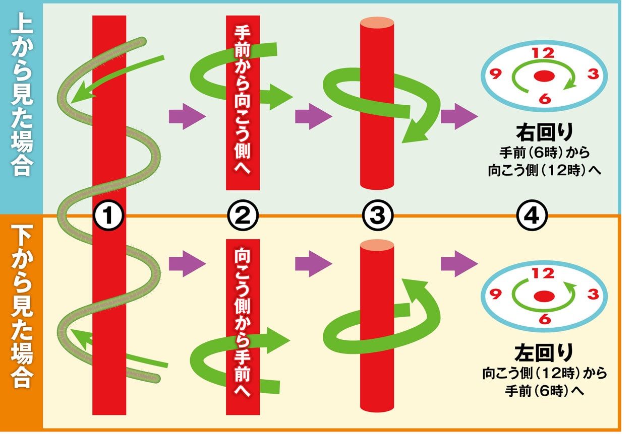 朝顔のつるの巻き方に潜む罠！逆誘引で枯れる理由と花を咲かせる秘訣