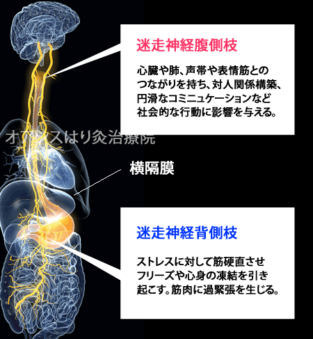 【画像あり】 迷走 神経 反射 腹痛 公式インスタ・X最新情報 #669