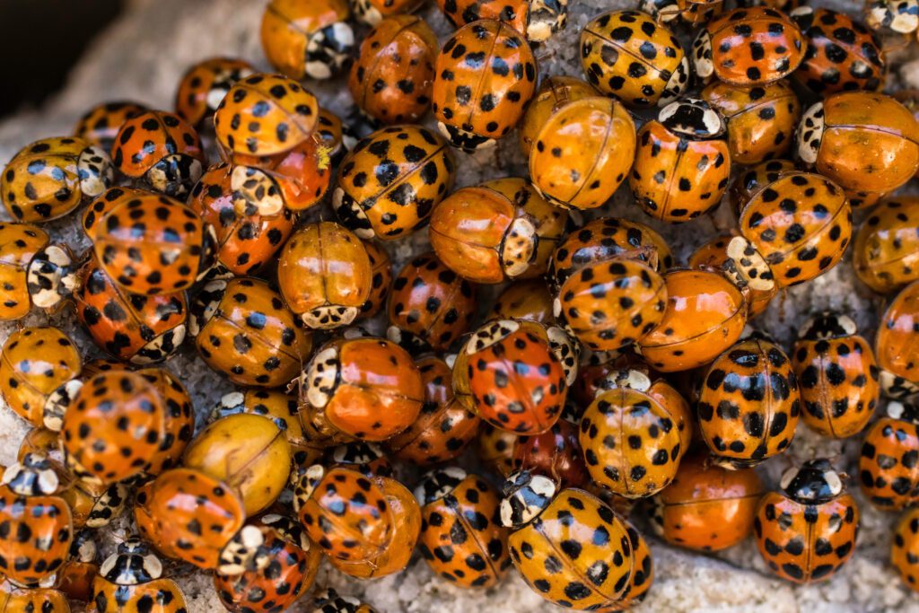 Why Are There So Many Ladybirds in My House