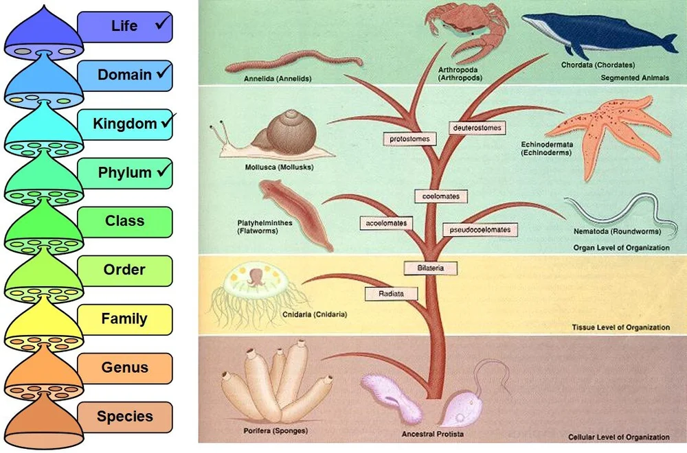 Phylum in Animal Kingdom
