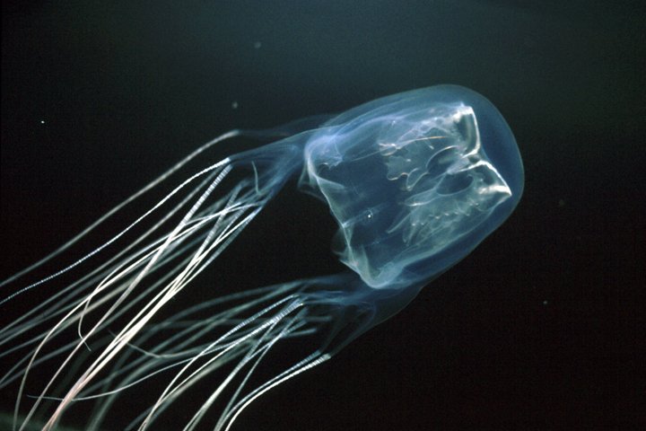 Box Sting Jellyfish